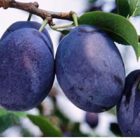 śliwa kolumnowa FRUCA BA 1033